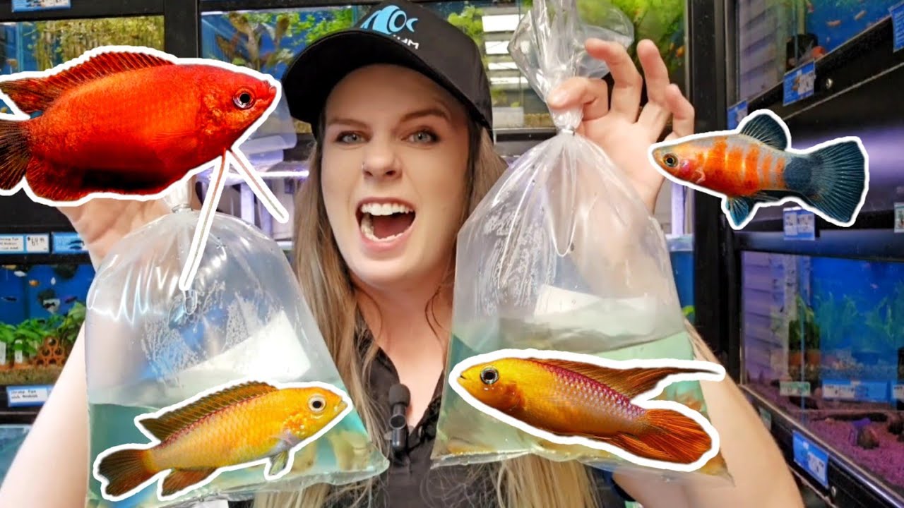 Essential Tips Before You Buy Live Aquarium Fish Online